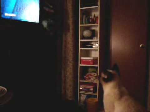 FUNNY!! Cat watches TV – (Charmed)