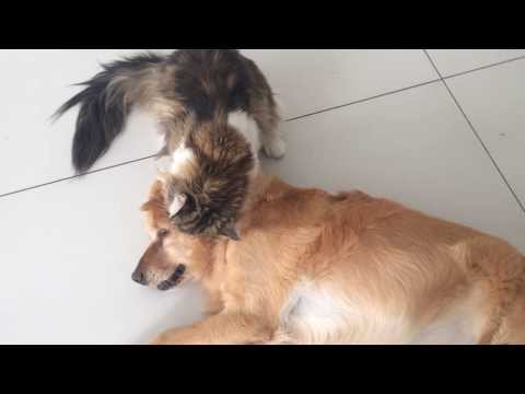 Very funny cat and dog!
