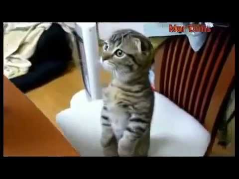 Cutest Cat You’ve Ever Seen -So Cute and Funny Cat