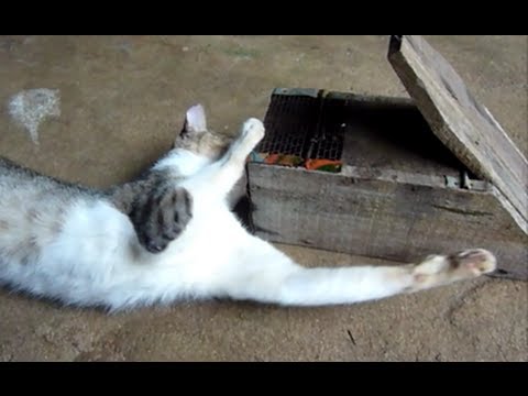 Funny cat trying to catch trapped rat !