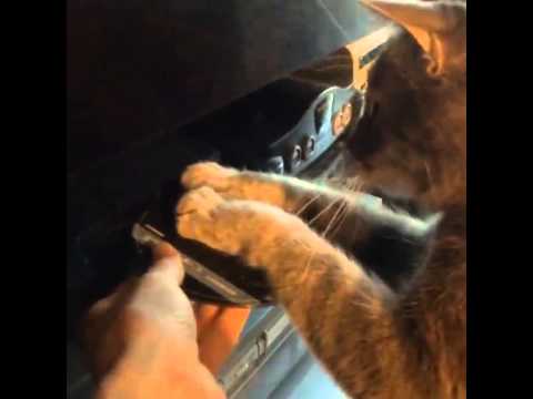 Cat Hates Total Recall