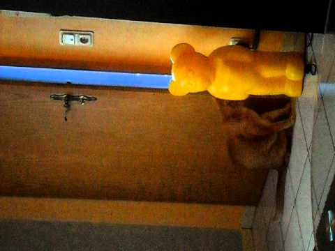 Katze sperrt Tür auf + öffnet sie/funny cat
