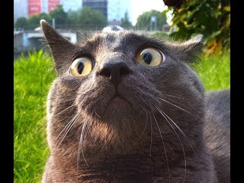 Funny Cat Compilation – 2014 Hilarious Animals