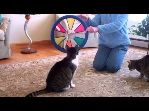 top 15 funny cat tricks part 2