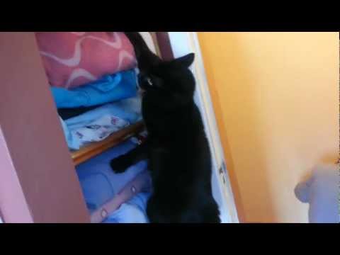 Funny Adventurous Cat Sets Off Smoke Alarm