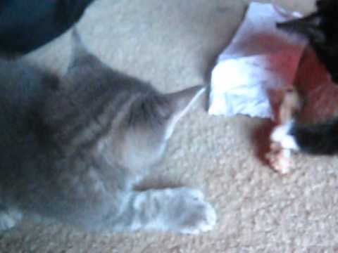 Greedy kitten! (Funny cat video)
