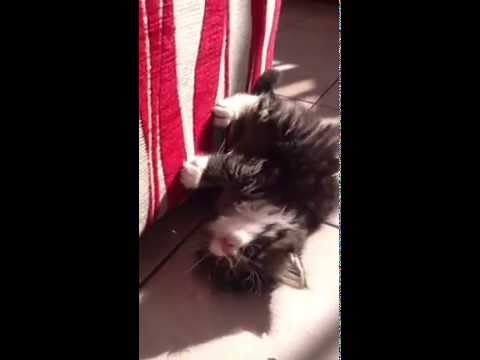 Funny Cat – Oreo – The Fluffy Kitten – Funny , cute Going Crazy