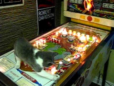 funny cat on pinball