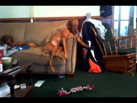Vizsla Dog: Acting Like A Human – Funny