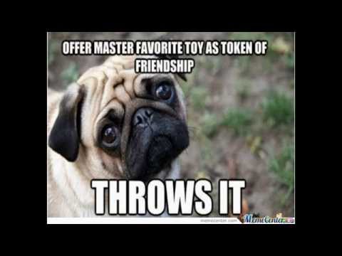 Funny Cute Dog Memes #4 – Pug Memes – Pugs Galore!