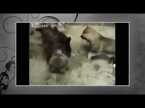 Funny animal dog play with bear