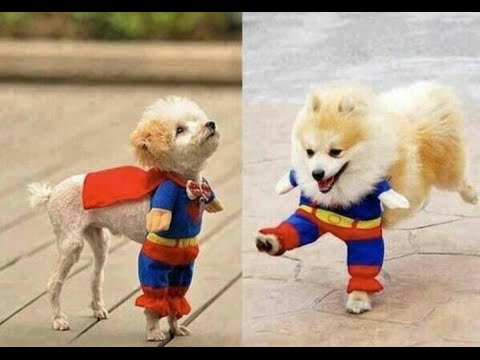 Funny Animal Pictures HD – Part 1