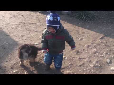 Doggy dog is not good ! funny babies & pets.