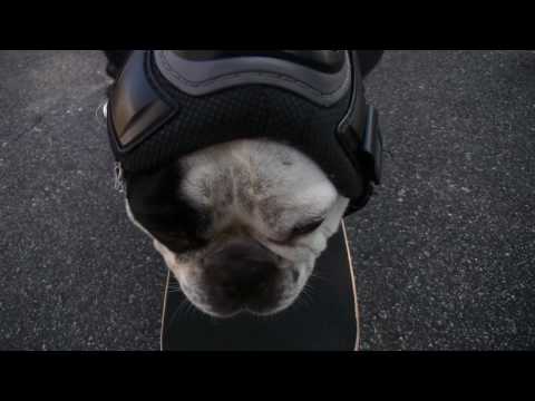 Funny Dog Nash Skateboarding / Uncut