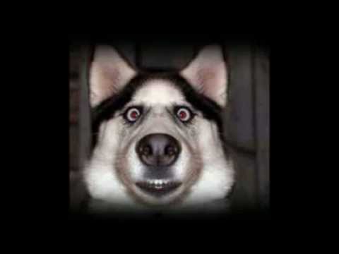 Funny Looking Dogs