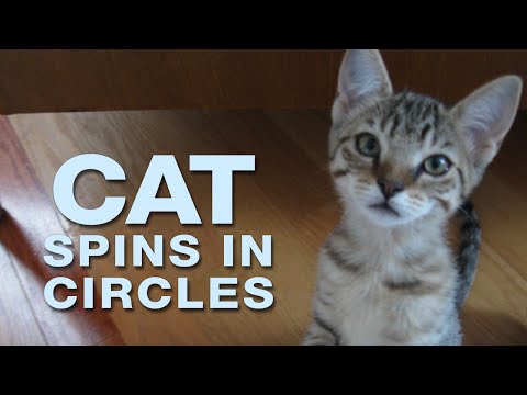 Funny Cat Video | Spinning & Winning