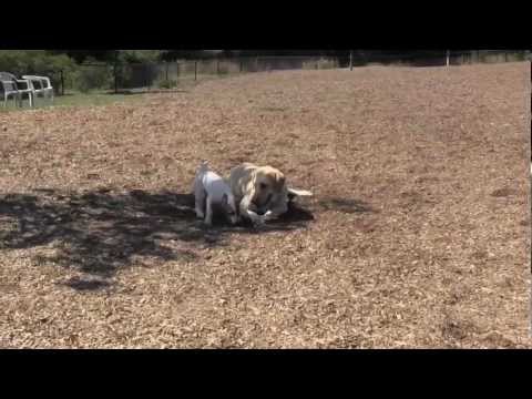Funny Dog Park Video # 2 – Jake, JRT, HollywoodComedyDog