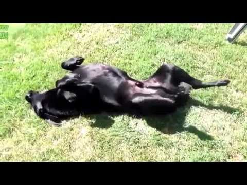 Best Funny – Dogs Acting Strange After Vet Visit Compilation New 2014