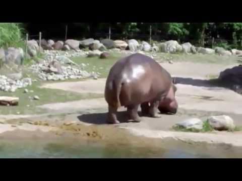 Very Funny Animal and Dog Fart Vine Compilation