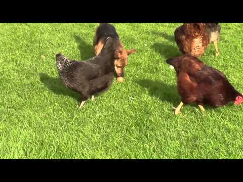 Naughty Dogs Thieve Breakfast! Reggie and Drover (part 1)