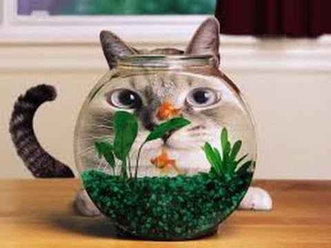 Funny Videos 2014 : Funny Cats Compilation – Cats Funny Videos – Funny Animals – Funny Cat Videos