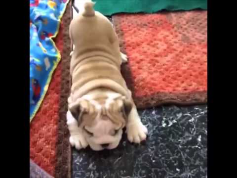Funny and Cute Dog Vine Compilation 11