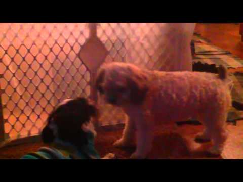 FUNNY DOGS!  play and dance teddy bear shih tzu bichon mix puppies !