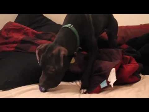 Funny Crazy Dog – Chelsea (must watch)
