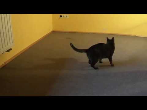 Funny Cat playing with Toy mouse (Jancsi macska játszik)