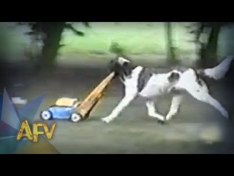 Funny Dog Landscaper! | Funny Dogs | AFV