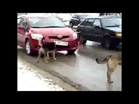 Funny dogs youtube videos. Funny dog youtube videos