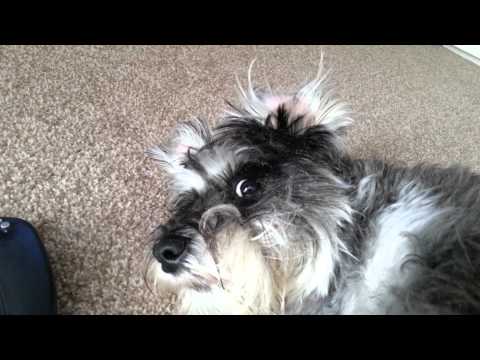 Funny dog video.  Oi Stop filming me..
