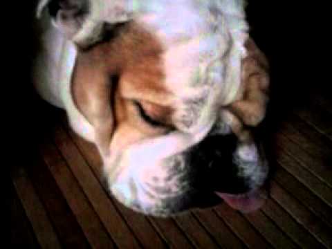 funny dog – razi de mori