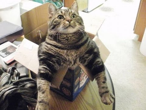 Best Funny Videos 2014 – Funny Cats Video – Funny Cat Videos Ever – Funny Animals Fails 2014(HD)