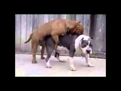 Funny Dog Compilation 2015  [Documentary channel]