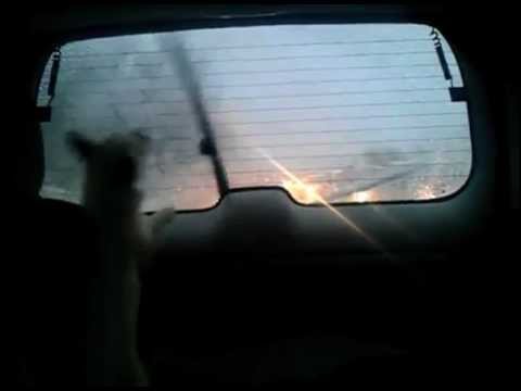 Dogs Gone Crazy – Funny video with dogs barking all over