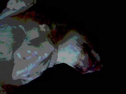 FUNNY DOG DREAMING