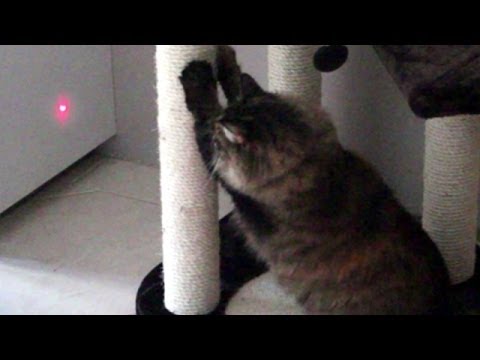 Cat vs Laser Pointer. Cassie’s Encounter With a Laser Pointer. Funny Cat.