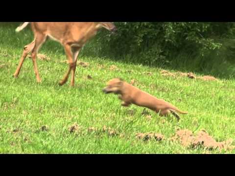 Ultimate Dog Teaser – Funny Video