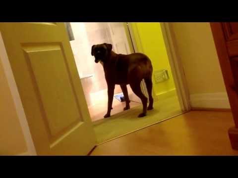 Funny boxer dog Megan