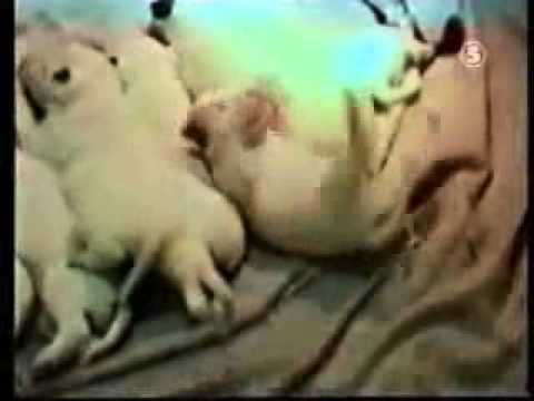 FUNNY DOGS
