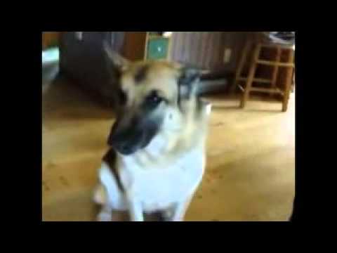 Funny German Shepherd Dog Talking