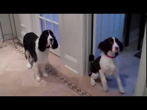 Dogs Very Excited At Feeding Time – Funny Animals