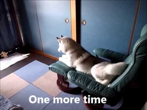Funny dog, Siberian Husky Hana III  11月12日の変なはなちゃん
