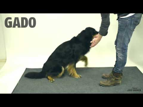 Funny dog magic treat (video)