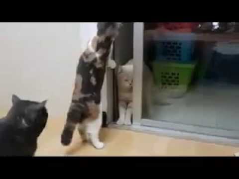 cat meow meow cat cat noob!!