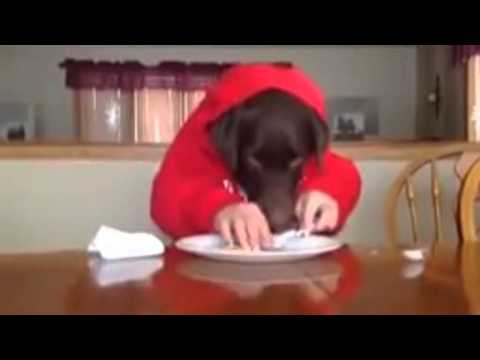 Funny dog in bar, restaurant. Funny dog video