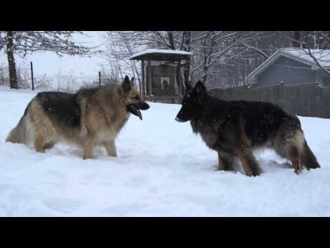 Funny! Shepherd dogs playing in the snow!