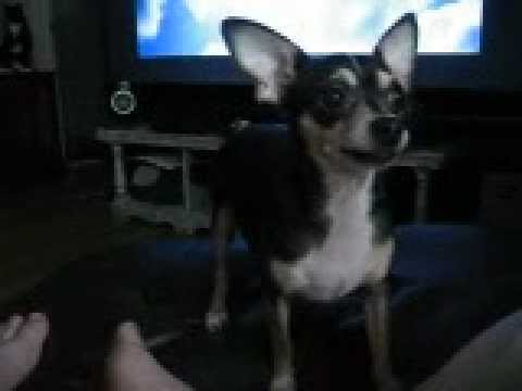 Funny Chihuahua dogs Nemo and Gizmo battle over a toy