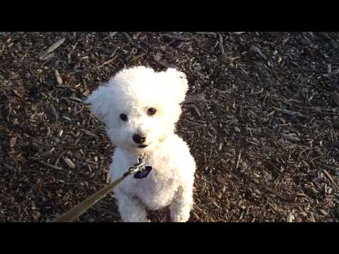 A Bichon Frise and His Ball  – Cute Funny Puppy Dog